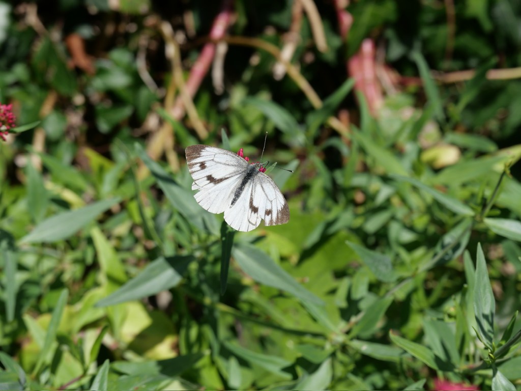 Try out depth of field